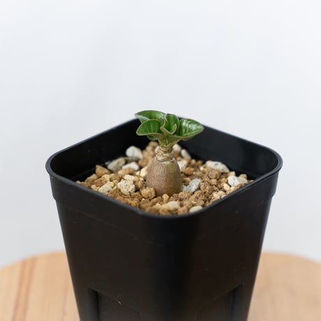 caudex | STORES