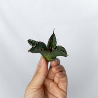 ★期間限定★アガベ チタノタ 悪魔くん カット株 ベアルート Agave titanota 多肉植物 珍奇植物 静岡 通販 ANTIDOTE S1737