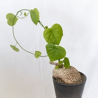 ステファニア スベローサ 大株 実生 Stephania suberosa 塊根植物 多肉植物 珍奇植物 静岡 ANTIDOTE 通販 S1646