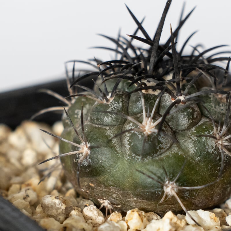 コピアポア グリセオビオラセア 実生 Copiapoa griseoviolacea サボテ