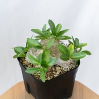 パキポディウム ブレビカウレ 恵比寿笑い 実生 Pachypodium brevicaule 塊根植物 コーデックス 多肉植物 珍奇植物 静岡 ANTIDOTE 通販 S1641