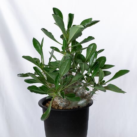 パキポディウム サウンデルシー 実生 白馬城 Pachypodium saundersii 塊根植物 コーデックス 多肉植物 珍奇植物 静岡 ANTIDOTE 通販 S1515
