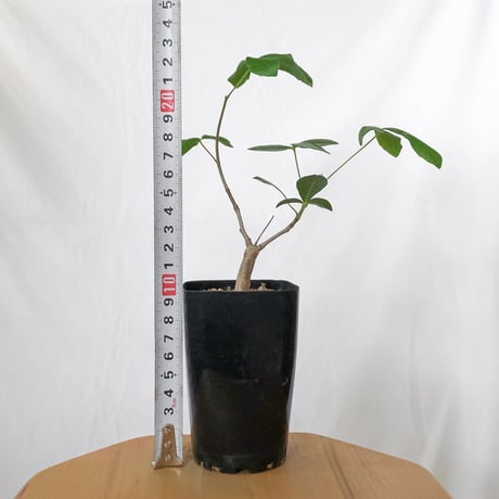 コミフォラ オルビクラリス 実生 Commiphora monstruosa 灌木コーデックス 多肉植物 観葉植物 珍奇植物 静岡 ANTIDOTE 通販 S1568