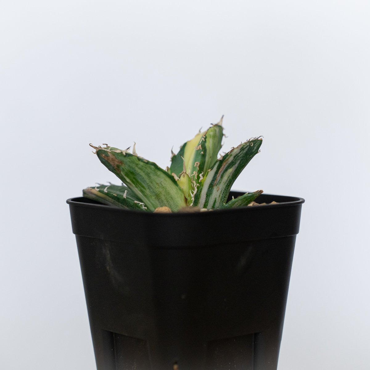 アガベ チタノタ 白鯨 縞斑 白鯨錦 TC株 Agave titanota White Wha