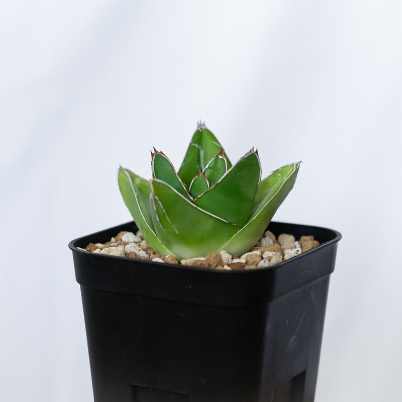 アガベ 笹の雪 D型 OC株 Agave victoriae-reginae 多肉植物 珍奇植