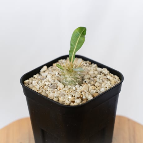 パキポディウム レウコキサンツム 実生 Pachypodium brevicaule leucoxanthum 塊根植物 コーデックス 多肉植物 珍奇植物 静岡 ANTIDOTE 通販 S1624