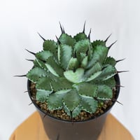 アガベ 曲棘八荒雷神 OC株 曲棘八雷 Agave macroacantha × potatorum 多肉植物 珍奇植物 静岡 ANTIDOTE 通販 S1563