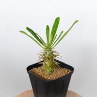 パキポディウム アンボンゲンセ 実生 Pachypodium ambongense 塊根植物 コーデックス 多肉植物 珍奇植物 静岡 ANTIDOTE 通販 S1671