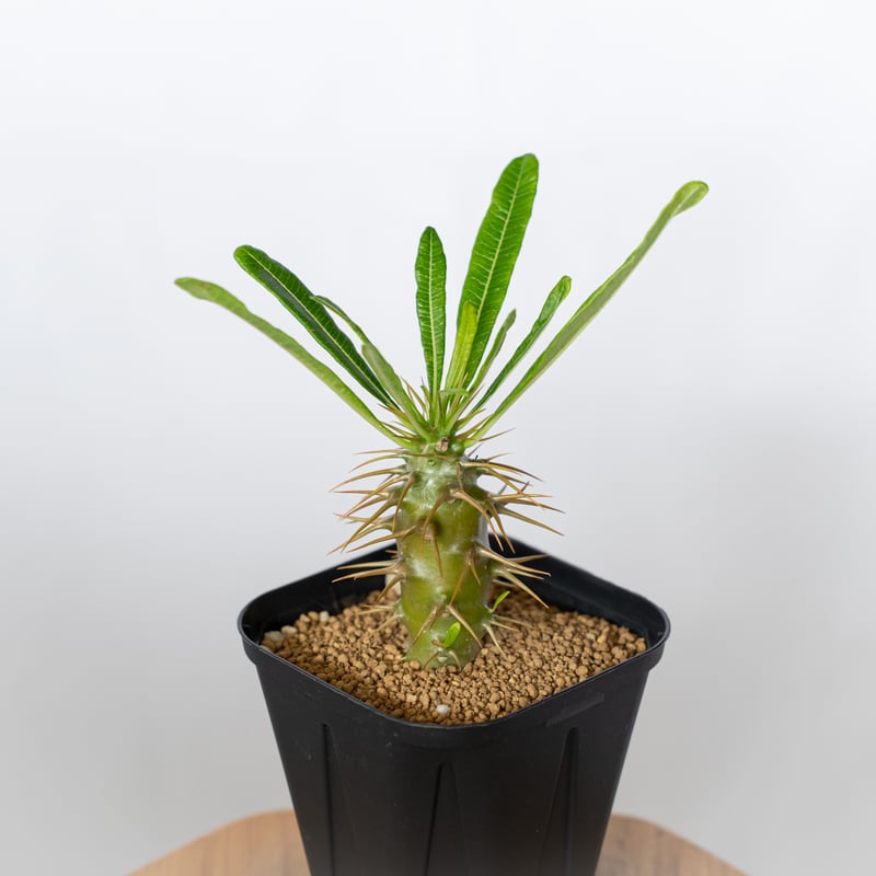 パキポディウム アンボンゲンセ 実生 Pachypodium ambongense 塊根植物