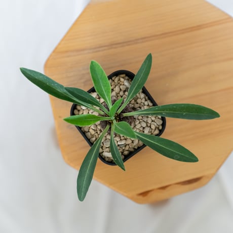 鉄甲丸 ユーフォルビア ブプレウリフォリア 実生 Euphorbia bupleurifolia 多肉植物 珍奇植物 静岡 ANTIDOTE 通販 S1542