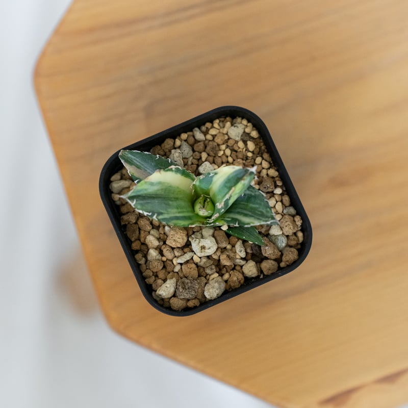 アガベ チタノタ 白鯨 縞斑 白鯨錦 TC株 Agave titanota White Wha