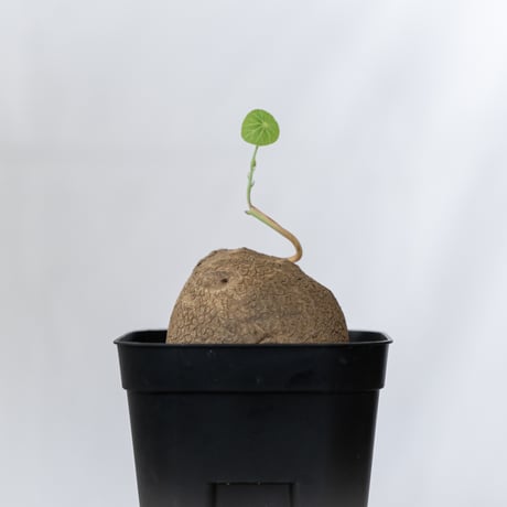 ステファニア エレクタ 実生【発根管理中】Stephania erecta 塊根植物 コーデックス 多肉植物 珍奇植物 静岡 ANTIDOTE 通販 S1596