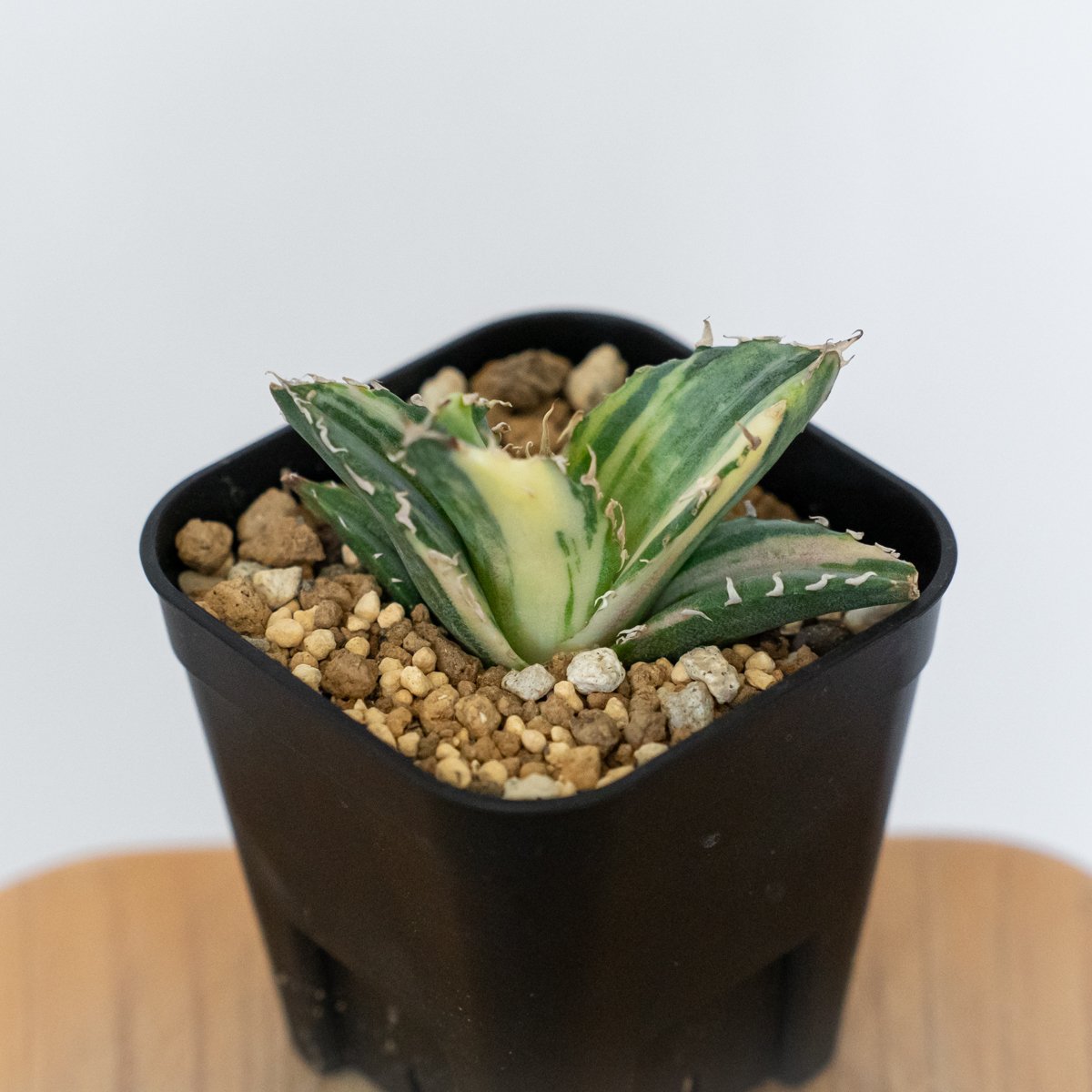 アガベ チタノタ 白鯨 縞斑 白鯨錦 TC株 Agave titanota White Wha