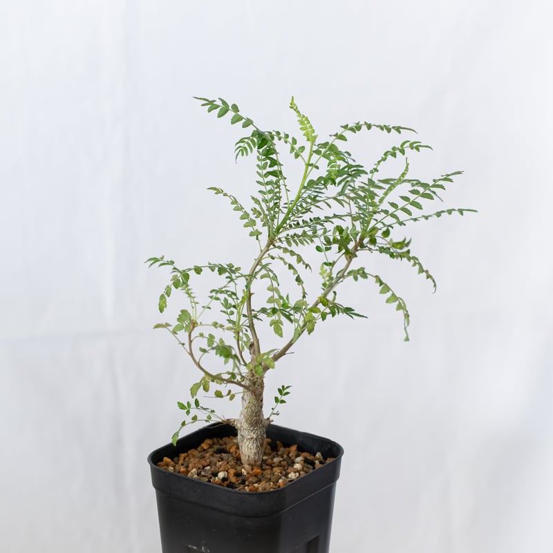 ボスウェリア ネグレクタ 実生 Boswellia neglecta 多肉植物 珍奇植物