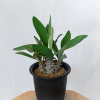 ユーフォルビア ハイブリッド 実生 パルビメデューサエ×ミリー ハナキリン　Euphorbia hybrid 多肉植物 珍奇植物 静岡 ANTIDOTE 通販 S1612