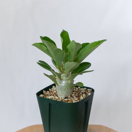パキポディウム サウンデルシー 実生 白馬城 Pachypodium saundersii 塊根植物 コーデックス 多肉植物 珍奇植物 静岡 ANTIDOTE 通販 S1604