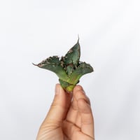 ★9/6まで限定販売★アガベ チタノタ 悪魔くん TC株 ベアルート Agave titanota 多肉植物 珍奇植物 静岡 通販 ANTIDOTE S1662