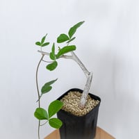 コミフォラ オルビクラリス 実生 Commiphora monstruosa 灌木コーデックス 多肉植物 観葉植物 珍奇植物 静岡 ANTIDOTE 通販 S1569