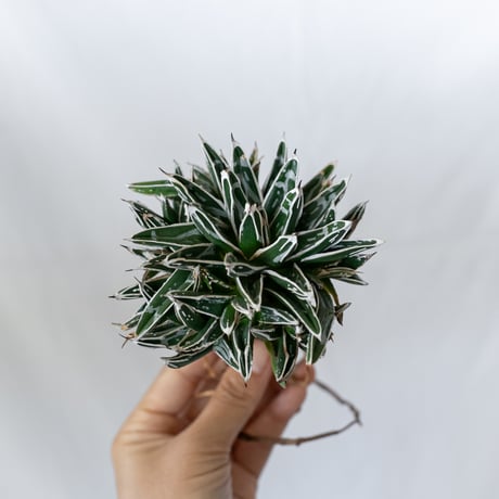 アガベ 姫笹の雪 OC株 ベアルート Agave victoriae-reginae 多肉植物 珍奇植物 静岡 通販 ANTIDOTE S1609
