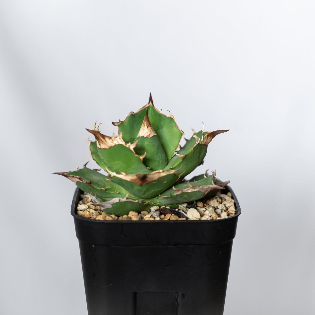 アガベ チタノタ 白犀牛 TC株【発根管理中】シロサイ Agave titanota