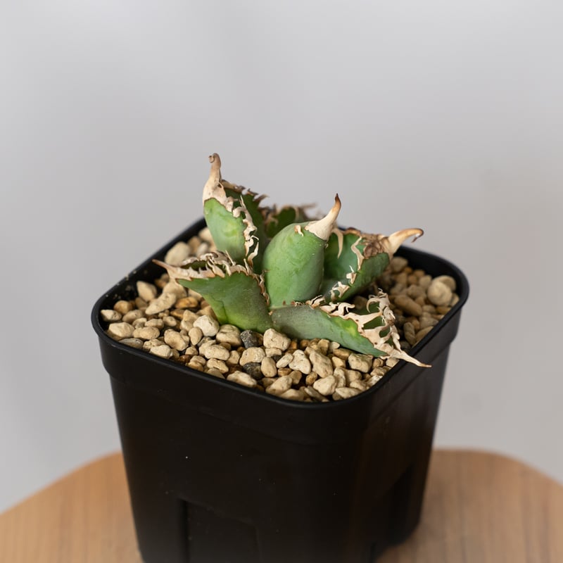 アガベ チタノタ 白幽霊 TC株【発根管理中】agave titanota white gho