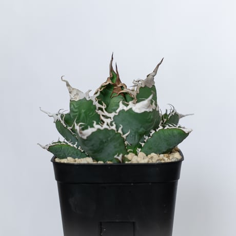 アガベ チタノタ 悪魔くん錦 大株 TC株 Agave titanota Bakemono 多肉植物 珍奇植物 静岡 通販 ANTIDOTE S1557