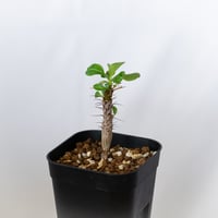 フォークイエリア フォルモサ 実生 Fouquieria formosa 塊根植物 コーデックス 多肉植物 珍奇植物 静岡 ANTIDOTE 通販 S1634