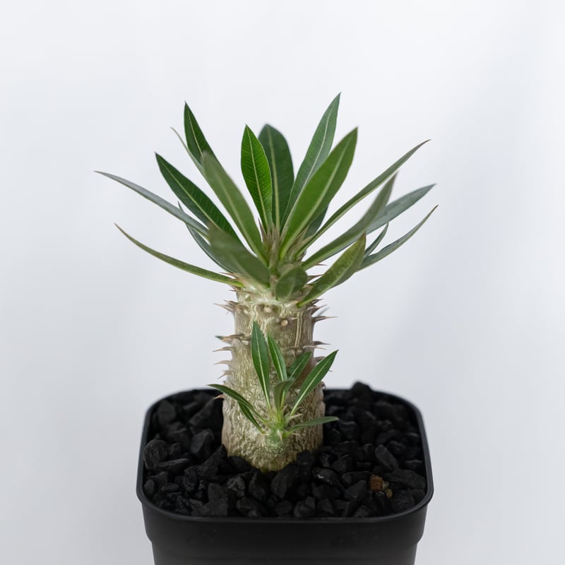 パキポディウム ホロンベンセ 実生 Pachypodium horombense 塊根植物 コ