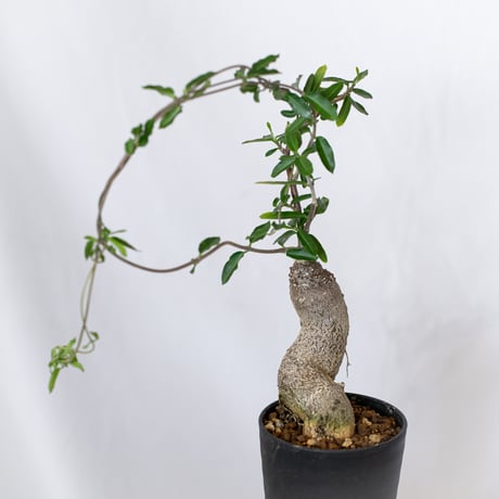 フォッケア エデュリス 火星人 実生 Fockea edulis コーデックス 塊根植物 多肉植物 観葉植物 静岡 ANTIDOTE 通販 S1533
