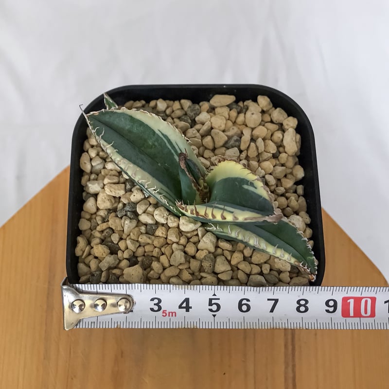 アガベ チタノタ 悪魔くん錦 斑入り TC株 Agave titanota Bakemono