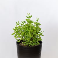 ドロサンテマム グロボーサム 実生 Drosanthemum globosum 多肉植物 観葉植物 珍奇植物 静岡 ANTIDOTE 通販 S1523
