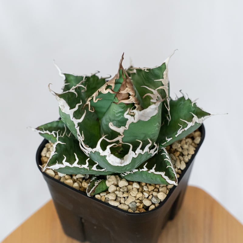 アガベ チタノタ 悪魔くん　Agave アガベ チタノタ 悪魔くん 大株 TC株 Agave titanota Bakemono 多肉