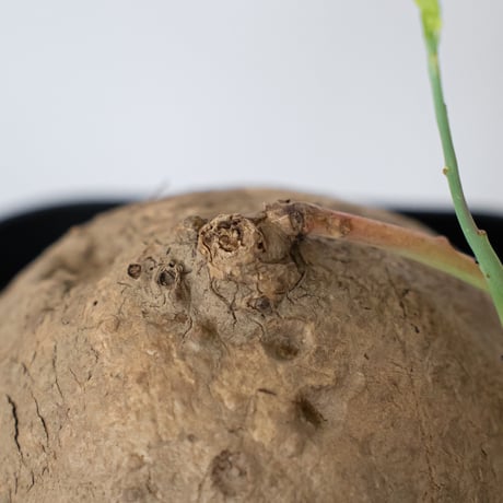 ステファニア エレクタ 実生 Stephania erecta 塊根植物 コーデックス 多肉植物 珍奇植物 静岡 ANTIDOTE 通販 S1547