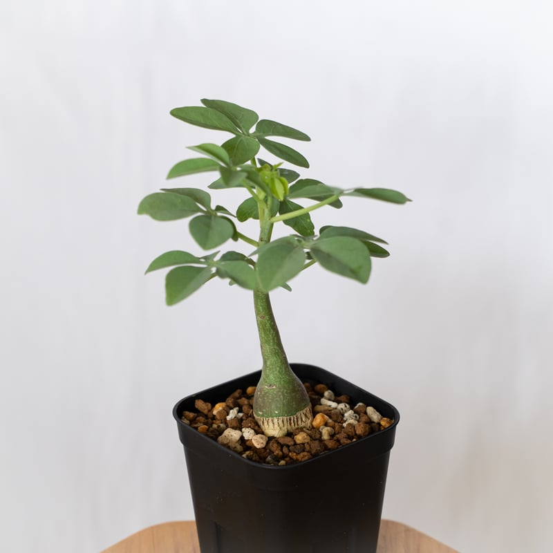 アデニア グラウカ 幻蝶かずら 実生 Adenia glauca 塊根植物