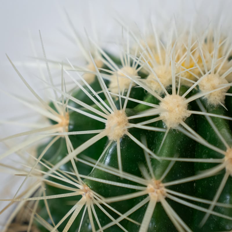 エキノカクタス 金鯱 実生 Golden ball cactus サボテン 多肉植物 珍奇