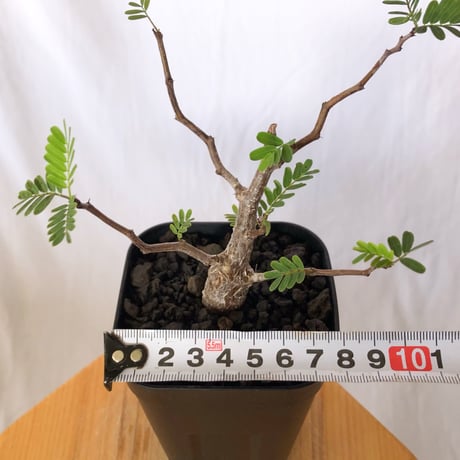 センナ メリディオナリス 実生 Senna Meridionalis 灌木コーデックス 塊根植物 多肉植物 珍奇植物 静岡 ANTIDOTE 通販 S1514