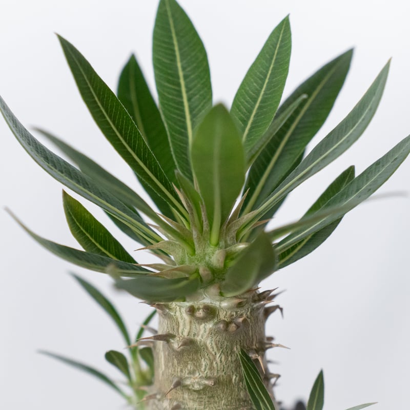 パキポディウム ホロンベンセ 実生 Pachypodium horombense 塊根植物 コ