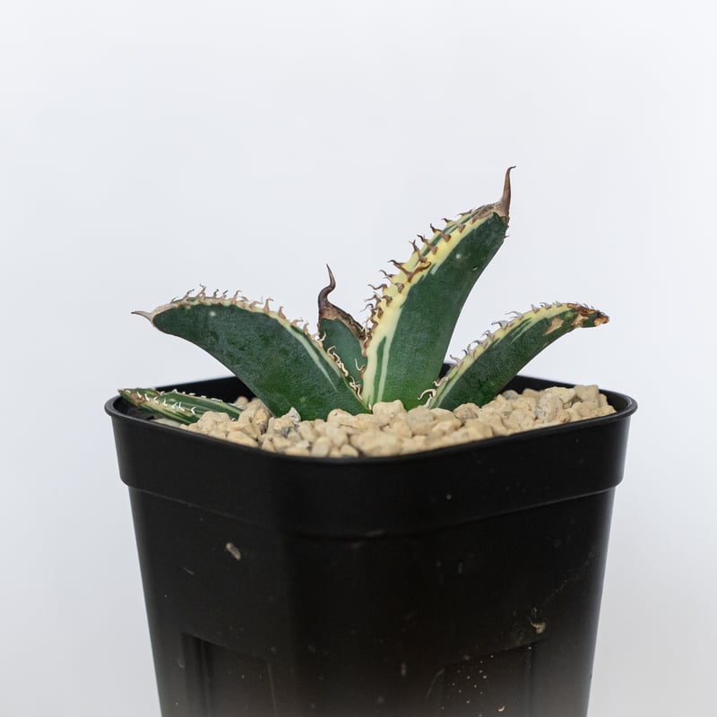 アガベ チタノタ 悪魔くん錦 斑入り TC株 Agave titanota Bakemono