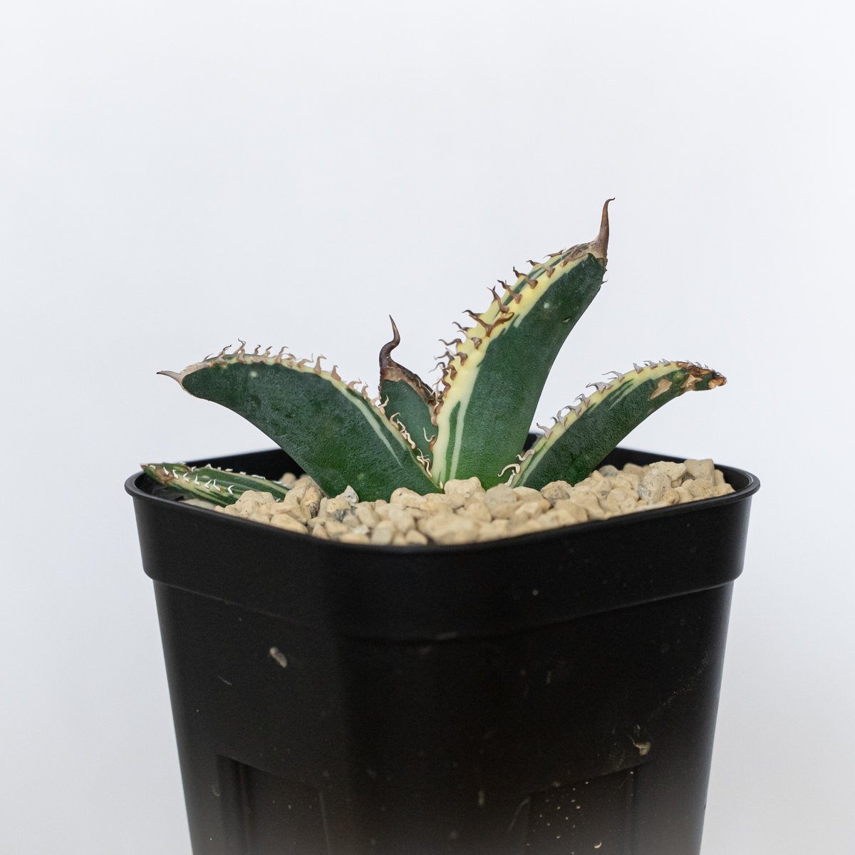 アガベ チタノタ 悪魔くん錦 斑入り TC株 Agave titanota Bakemono