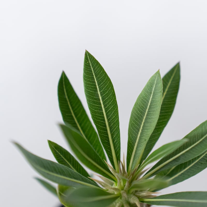 パキポディウム ホロンベンセ 実生 Pachypodium horombense 塊根植物 コ