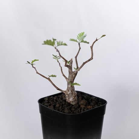 センナ メリディオナリス 実生 Senna Meridionalis 灌木コーデックス 塊根植物 多肉植物 珍奇植物 静岡 ANTIDOTE 通販 S1514