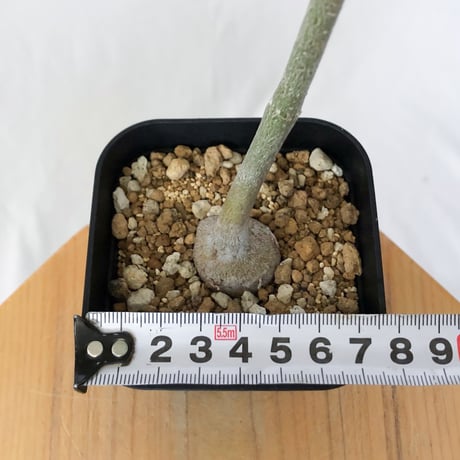 バオバブの木 アダンソニア・ディギタータ 実生 Baobab Adansonia Digitata コーデックス 塊根植物 多肉植物 観葉植物 星の王子さま 静岡 ANTIDOTE 通販 S1537