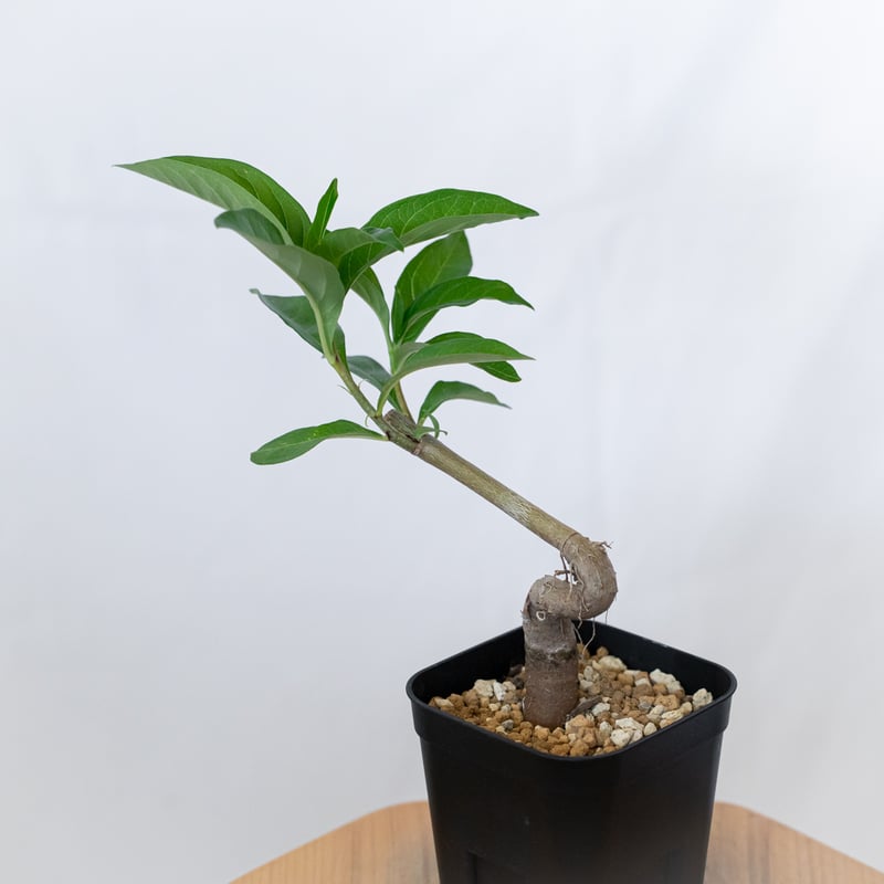 バオバブの木 アダンソニア・ディギタータ 実生 Baobab Adansonia