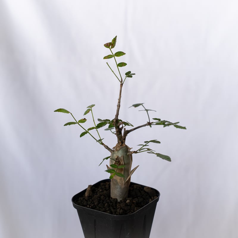 ブルセラ ファガロイデス 実生 Bursera fagaroides 多肉植物 珍奇植物
