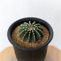ギムノカリキウム フリードリッヒィ LB2178 実生 ミハノビッチ 牡丹玉Gymnocalycium mihanovichii 多肉植物 珍奇植物 静岡 ANTIDOTE 通販 S1802