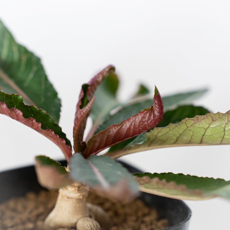 ユーフォルビア ハイブリッド 実生 ラバティー×クレメルシー Euphorbia