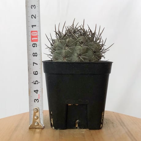 エリオシケ パウキコスタータ 実生 黒冠玉 Eriosyce paucicostata サボテン 多肉植物 珍奇植物 静岡 ANTIDOTE 通販 S1720