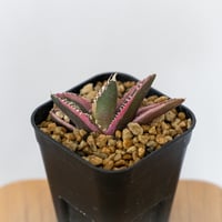 アガベ チタノタ 金剛錦 白覆輪 斑入り Agave titanota adamantine 多肉植物 珍奇植物 静岡 通販 ANTIDOTE S1559