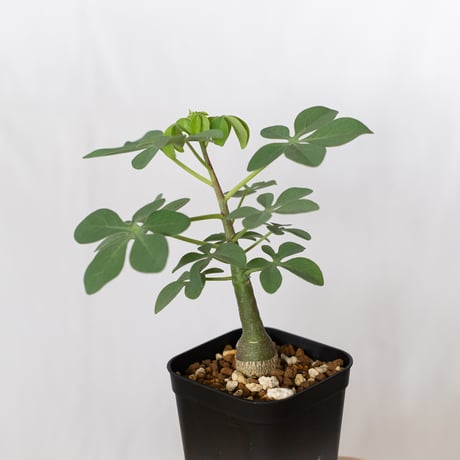 アデニア グラウカ 幻蝶かずら 実生 Adenia glauca  塊根植物 コーデックス 珍奇植物 多肉植物 静岡 ANTIDOTE 通販 S1521
