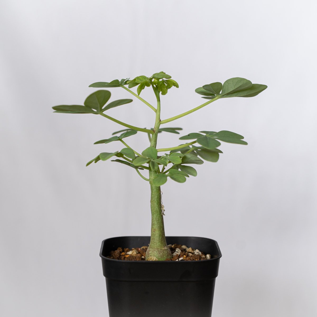 アデニア グラウカ 幻蝶かずら 実生 Adenia glauca 塊根植物